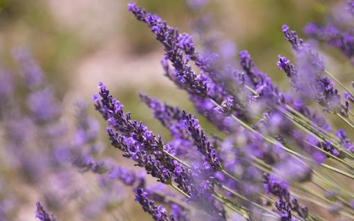 A Perfumed Field of Lavandula angustifolia  from Chrome web store to be run with OffiDocs Chromium online