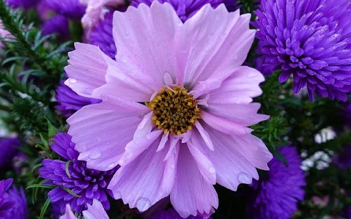 A Petal Perfect Cosmos and Aster Duet  from Chrome web store to be run with OffiDocs Chromium online