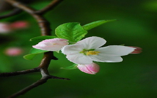 Apple blossom wallpaper  from Chrome web store to be run with OffiDocs Chromium online