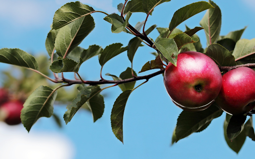 Apple branch  from Chrome web store to be run with OffiDocs Chromium online