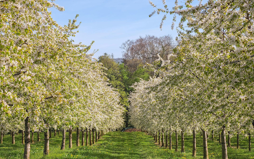 Apple orchard in bloom  from Chrome web store to be run with OffiDocs Chromium online