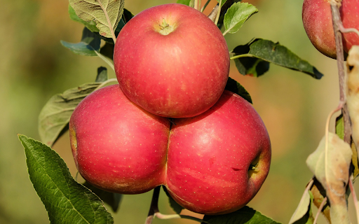 Apples stick together  from Chrome web store to be run with OffiDocs Chromium online