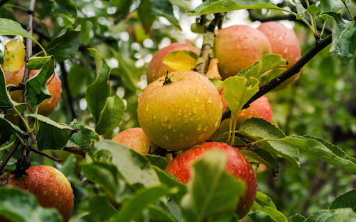 Apple tree bears fruit  from Chrome web store to be run with OffiDocs Chromium online