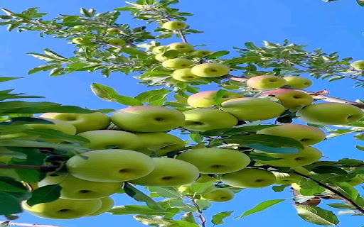 apple tree wallpaper  from Chrome web store to be run with OffiDocs Chromium online
