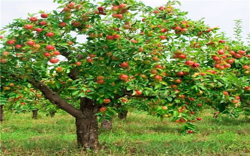 apple tree wallpaper with lots of fruit  from Chrome web store to be run with OffiDocs Chromium online