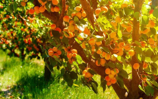 Apricot Tree  from Chrome web store to be run with OffiDocs Chromium online