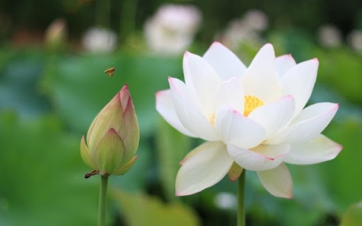 A Pristine Nelumbo nucifera in Bloom  from Chrome web store to be run with OffiDocs Chromium online