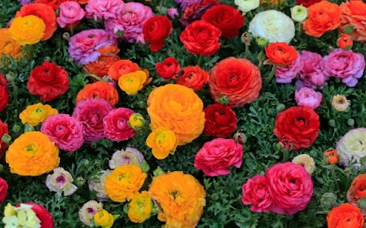 A Profusion of Layered Ranunculus  from Chrome web store to be run with OffiDocs Chromium online
