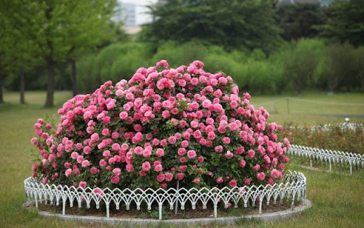 A Profusion of Pink Floribunda Roses  from Chrome web store to be run with OffiDocs Chromium online