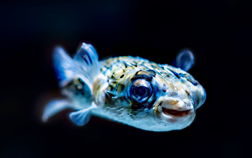 Aquarium  from Chrome web store to be run with OffiDocs Chromium online