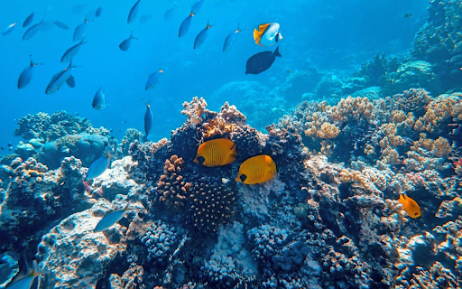 Aquatic Oasis  from Chrome web store to be run with OffiDocs Chromium online
