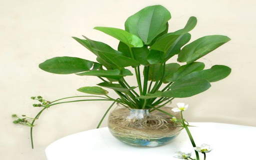 Aquatic plant wallpaper  from Chrome web store to be run with OffiDocs Chromium online