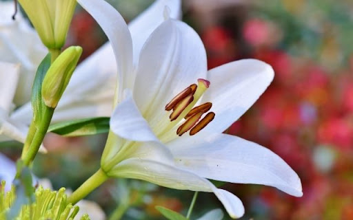 A Radiant White Lilium  from Chrome web store to be run with OffiDocs Chromium online