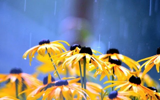 A Rainy Embrace of Rudbeckia hirta from Chrome web store to be run with OffiDocs Chromium online A Rainy Embrace of Rudbeckia hirta from Chrome web store to be run with OffiDocs Chromium online