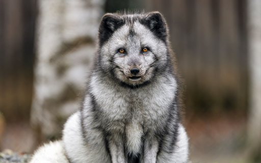 Arctic Fox in Forest  from Chrome web store to be run with OffiDocs Chromium online