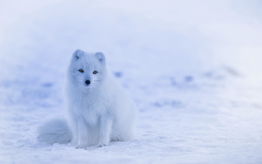 arctic snow dog  from Chrome web store to be run with OffiDocs Chromium online