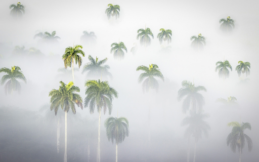 Areca tree garden  from Chrome web store to be run with OffiDocs Chromium online