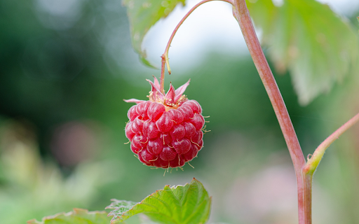 A red raspberry  from Chrome web store to be run with OffiDocs Chromium online