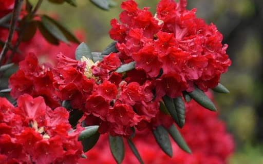 A Resplendent Cluster of Rhododendron arboreum  from Chrome web store to be run with OffiDocs Chromium online