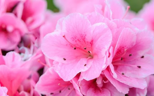 A Resplendent Flush of Rhododendron simsii  from Chrome web store to be run with OffiDocs Chromium online