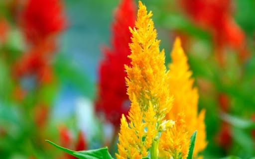 A Resplendent Stand of Celosia argentea  from Chrome web store to be run with OffiDocs Chromium online