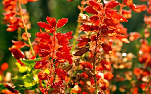 A Resplendent Stand of Salvia splendens  from Chrome web store to be run with OffiDocs Chromium online