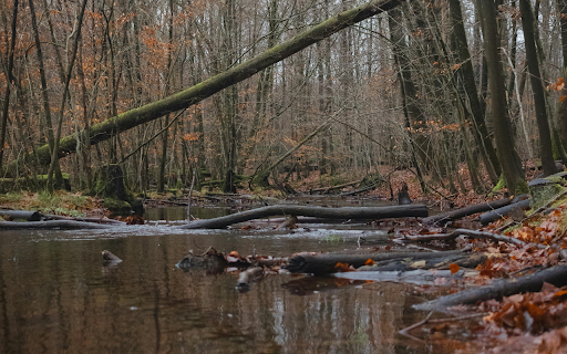 A river in the woods with fallen leaves  from Chrome web store to be run with OffiDocs Chromium online