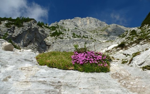 A Rugged Bloom of Dianthus gratianopolitanus  from Chrome web store to be run with OffiDocs Chromium online