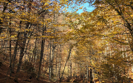 A Scenic Shot of the Wilderness  from Chrome web store to be run with OffiDocs Chromium online