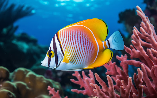 A school of colorful fish swims in the crystal clear water.  from Chrome web store to be run with OffiDocs Chromium online