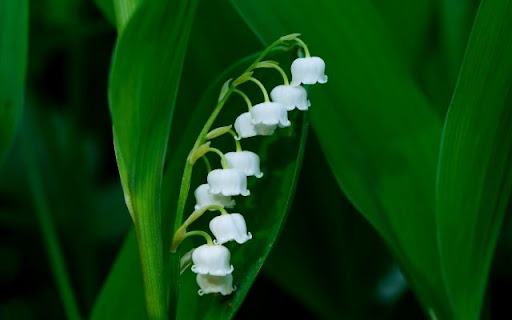 A Serene Stalk of Convallaria majalis from Chrome web store to be run with OffiDocs Chromium online A Serene Stalk of Convallaria majalis from Chrome web store to be run with OffiDocs Chromium online