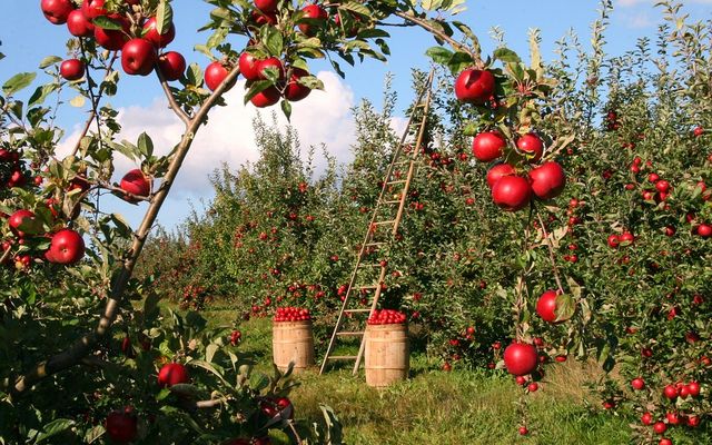 Asia Farming  from Chrome web store to be run with OffiDocs Chromium online