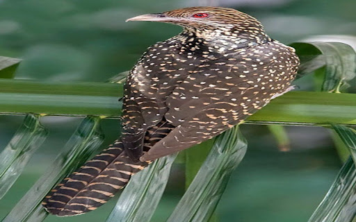 Asian Cuckoo Wallpaper  from Chrome web store to be run with OffiDocs Chromium online