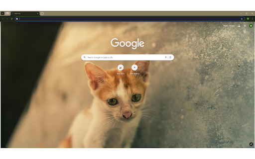 A small orange and white kitten sitting on the ground  from Chrome web store to be run with OffiDocs Chromium online