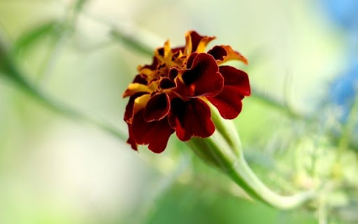 A Solo Tagetes erecta in Resplendent Hues  from Chrome web store to be run with OffiDocs Chromium online