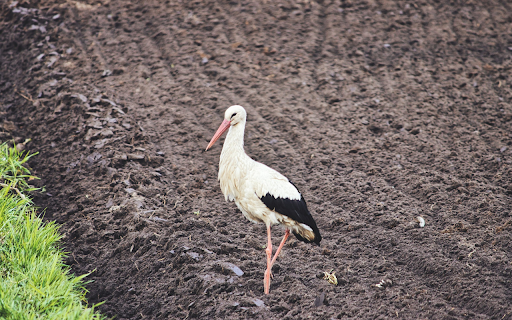 A stork on a field of loose soil  from Chrome web store to be run with OffiDocs Chromium online