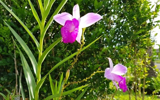 A Striking Duo of Arundina graminifolia  from Chrome web store to be run with OffiDocs Chromium online