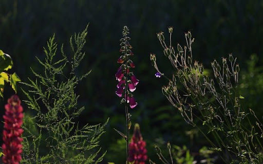 A Striking Silhouette of Digitalis purpurea  from Chrome web store to be run with OffiDocs Chromium online