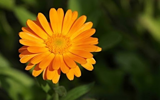 A Sunlit Radiance of Calendula officinalis  from Chrome web store to be run with OffiDocs Chromium online