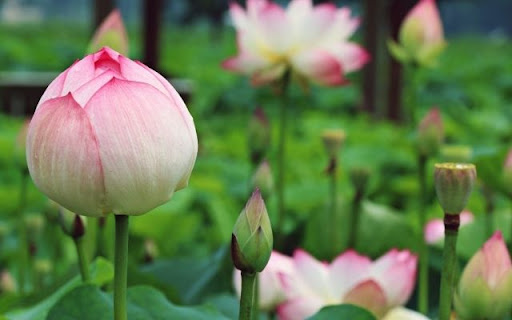 A Symbol of Purity: Nelumbo nucifera  from Chrome web store to be run with OffiDocs Chromium online