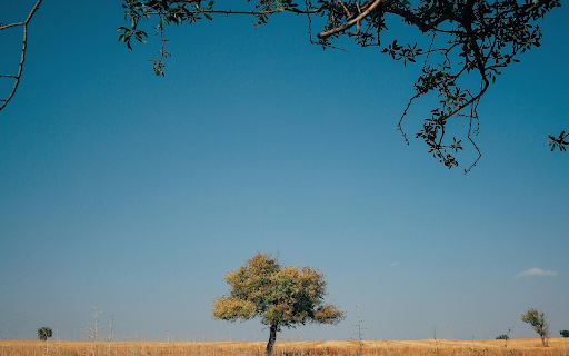 A Tree in a Serene Landscape  from Chrome web store to be run with OffiDocs Chromium online