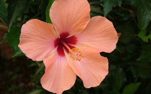 A Tropical Blush of Hibiscus rosa sinensis  from Chrome web store to be run with OffiDocs Chromium online