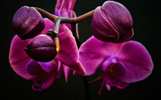 Attractive purple orchids  from Chrome web store to be run with OffiDocs Chromium online