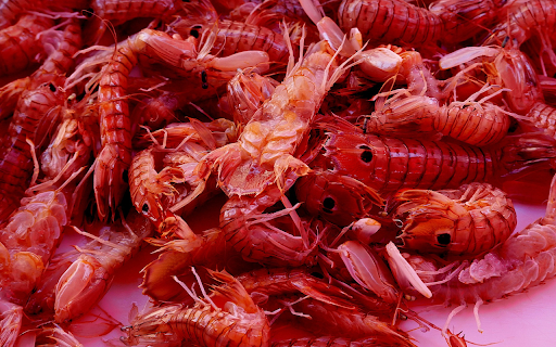 Attractive red mantis shrimp  from Chrome web store to be run with OffiDocs Chromium online