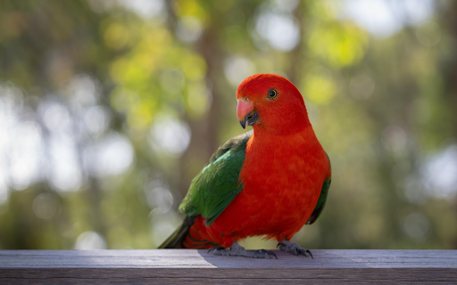 Australian King Parrot  from Chrome web store to be run with OffiDocs Chromium online
