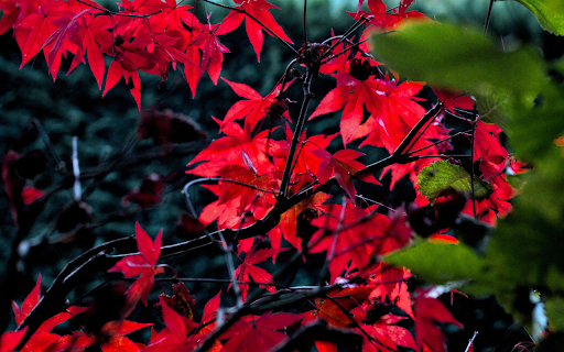 Autumn and red leaves  from Chrome web store to be run with OffiDocs Chromium online