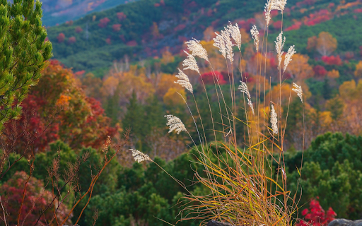 Autumn comes  from Chrome web store to be run with OffiDocs Chromium online
