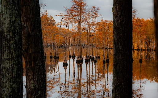 Autumn Cypress Trees Reflected in Calm Lake  from Chrome web store to be run with OffiDocs Chromium online