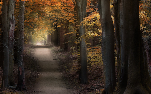 Autumn Forest Path  from Chrome web store to be run with OffiDocs Chromium online