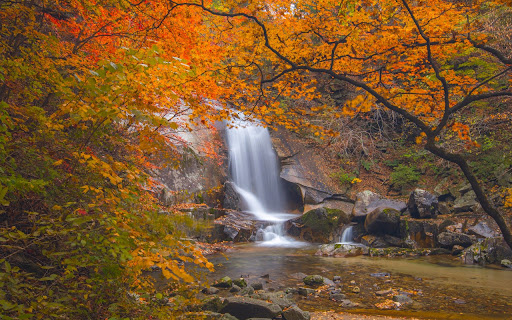 Autumn Forest Theme  from Chrome web store to be run with OffiDocs Chromium online